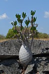 Pachypodium ambongense PV2830 Tsingy de Namoroka GPS249 Mad 2015_1438.jpg